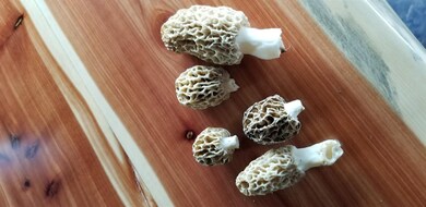 Morels