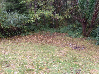 Back Yard (2)