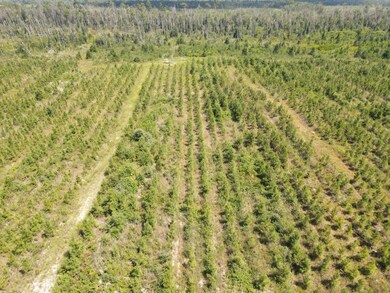 19597 NW Doug Price Rd, Blountstown, FL 32424 - photo 7