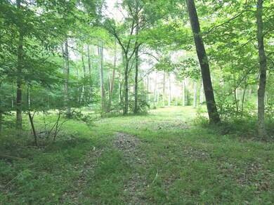 Another view of the open space inside the trees.