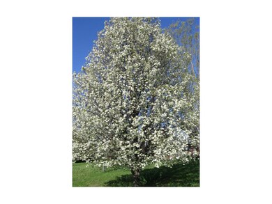 Spring in bloom