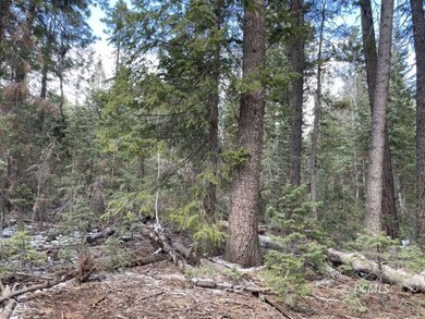Lots of tall trees