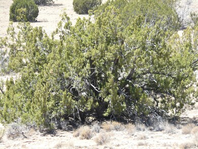 THE RANCH MAY 2018 054