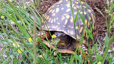 Myrtle the Turtle
