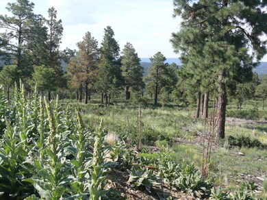Pinon & Ponderosa Pines