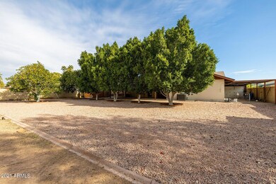 BACK YARD TREES