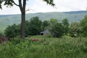 Field