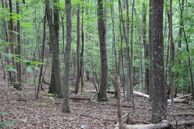 IMG_6750