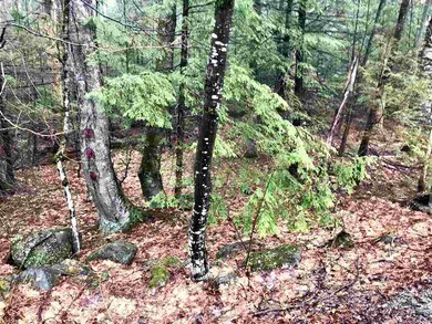 0 Old County Rd N unit Lot 18 4688423, Deering, NH 03244 - photo 5