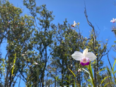 0 Makoa Rd unit 726211, Volcano, HI 96785 - photo 4