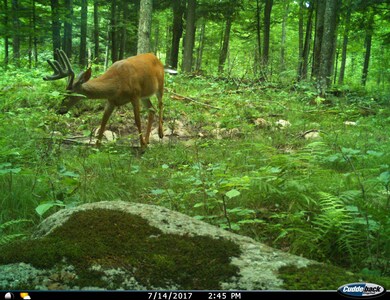 0 Beetle Creek Rd unit 22202013, Tigerton, WI 54486 - photo 5