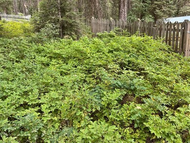 Your Very Own Huckleberry Patch