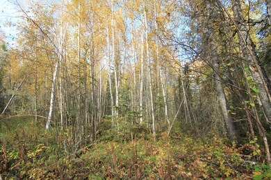 young birch
