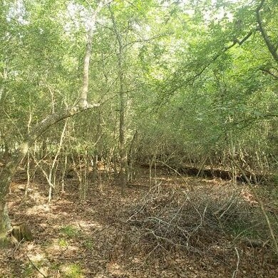 15914 Lone Shadow Tr, Stagecoach, TX 77355 - photo 5