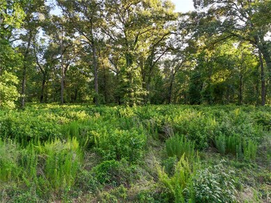 View of tree filled area