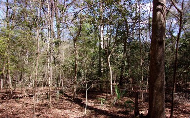 TBD Manatee Terrace, Fort White, FL 32038 - photo 3