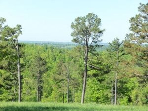 Pine & hardwood