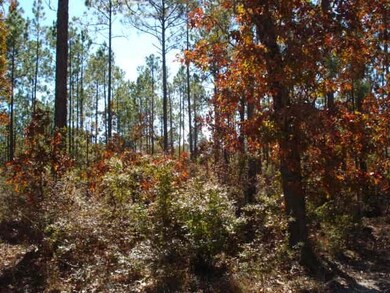 0 Crawfordville Ave, Crawfordville, FL 32327 - photo 2