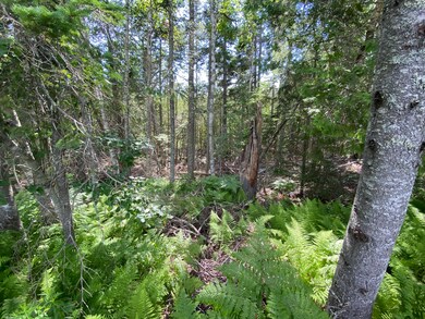 Mixed Woods and Ferns