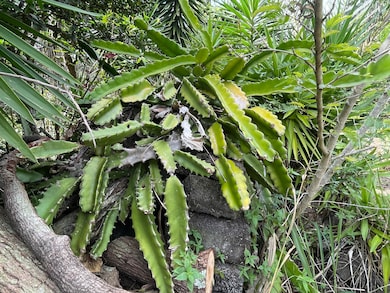 0 Ha'Eha'e St unit 718347, Naalehu, HI 96772 - photo 6