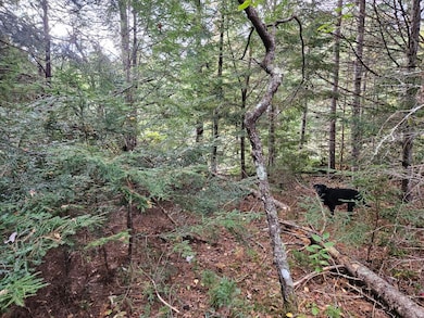 Lot 8 near wetland