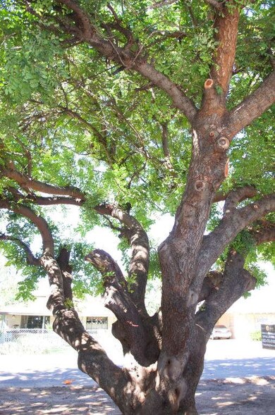 Mature Trees