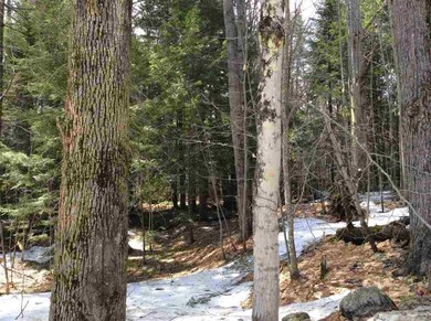 Ridge 0 unit 26, Eaton, NH 03832 - photo 6