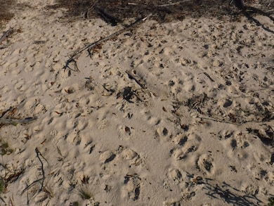 6632-6846 Dixie Hwy, Bradley, AL 36483 - photo 5