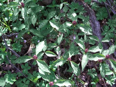 Lovely Woodland Wildflowers