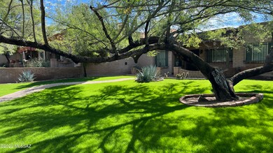 Gorgeous Mesquite Trees