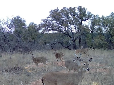TBD Farm To Market 585, Coleman, TX 76834 - photo 5