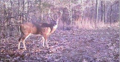 0 Holly Grove Meeks Rd unit 4131879, Cruger, MS 38924 - photo 2