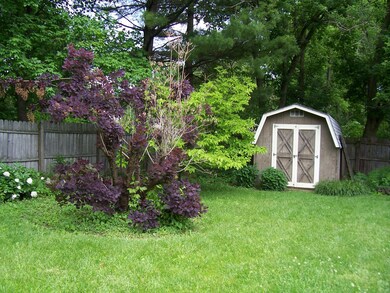 Back Yard 1