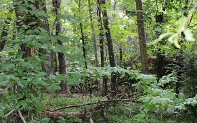 Additional View