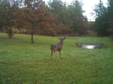There is great daylight deer activity due to the c