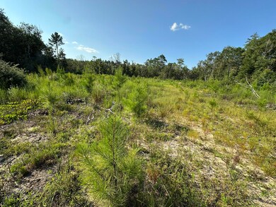 Tract#6409 River Rd unit 250.72+/-AC, Caryville, FL 32427 - photo 5