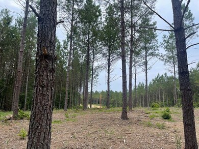 View of local wilderness