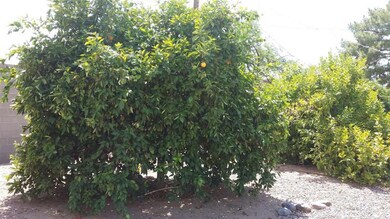 FRUIT TREES
