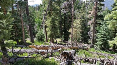 Plenty of Firewood