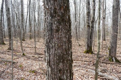 4.70 Acres Us Highway 8, Prentice, WI 54556 - photo 7