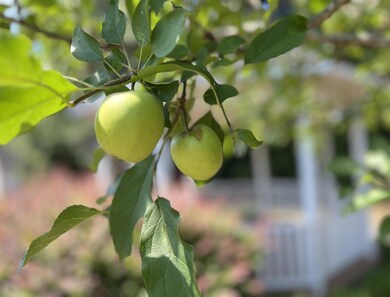 apples and gazebo