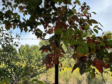 2 acres +/- Highway 231, Laceys Spring, AL 35754 - photo 2