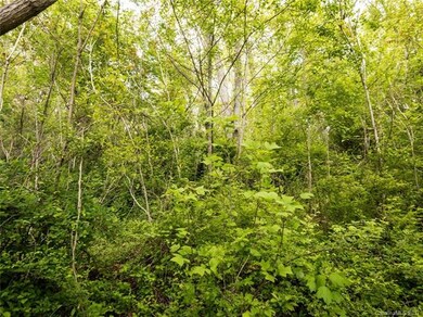 Lots of mature hardwoods