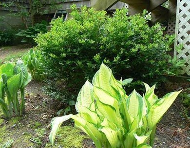Yard/Garden.