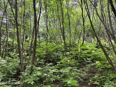alders on Lot 1
