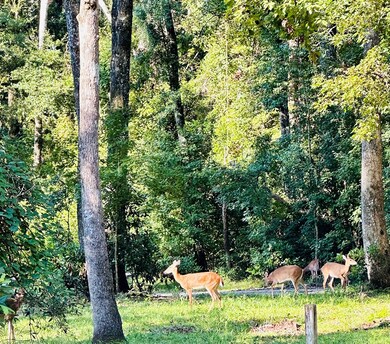 0000 284th St, Branford, FL 32008 - photo 3