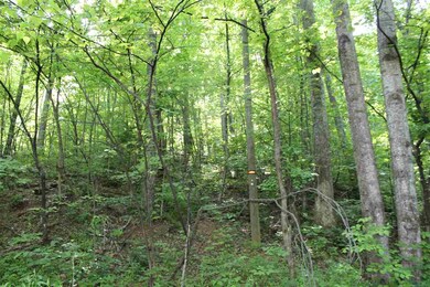 Lot 53 Red Bird Dr, Stanardsville, VA 22973 - photo 5