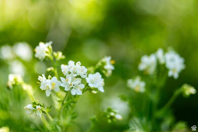 5156 N Pebble Dr unit 75, Midway, UT 84049 - photo 4