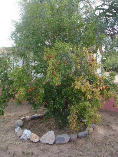 Pomegranate  tree