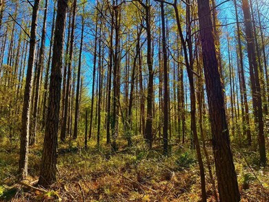 1000 Old Sylvarena Rd, Wesson, MS 39191 - photo 6